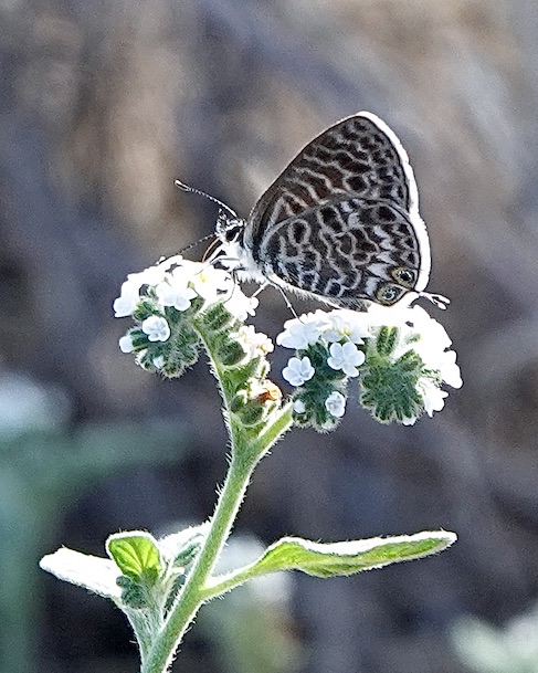 Lang's short-tailed blue